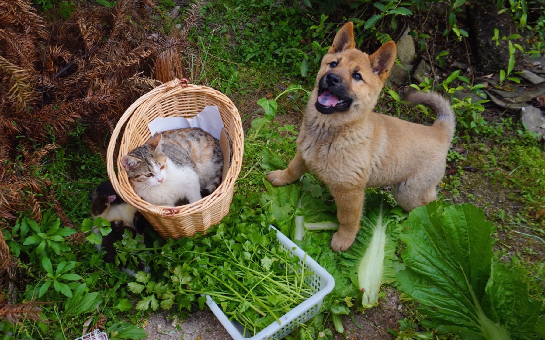 狗能吃猕猴桃-狗能吃猕猴桃呢