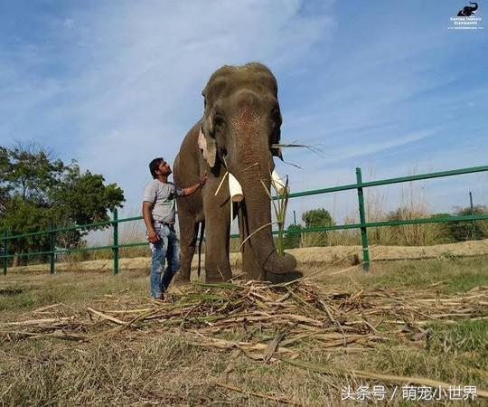 印度宠物现状-印度宠物现状如何