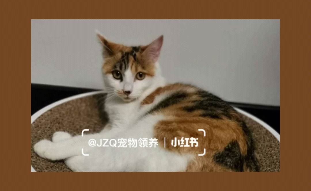 贵阳宠物猫-贵阳宠物猫宠物狗宠物大全