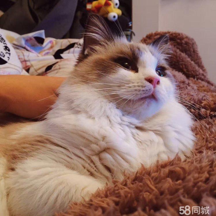 贵阳宠物猫-贵阳宠物猫宠物狗宠物大全