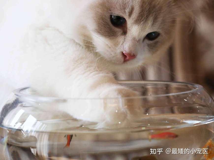 猫能喝蜂蜜水吗-猫能喝蜂蜜水吗??