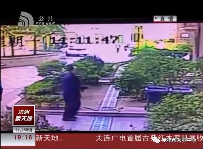 投毒宠物法律-投毒毒死宠物是否违法