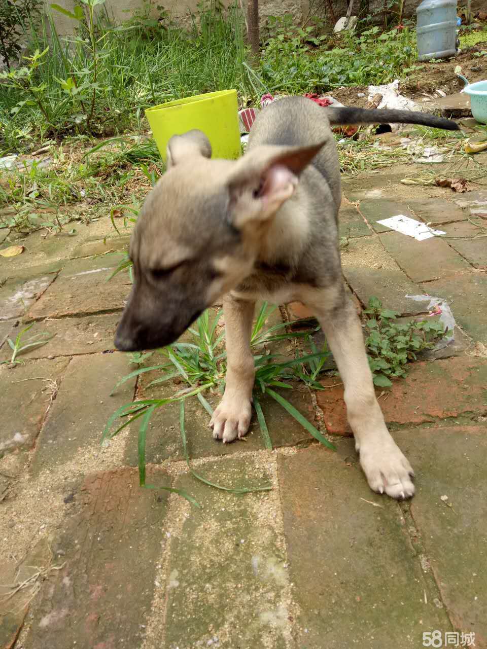 看家护院的大型宠物犬-看家护院的大型宠物犬品种