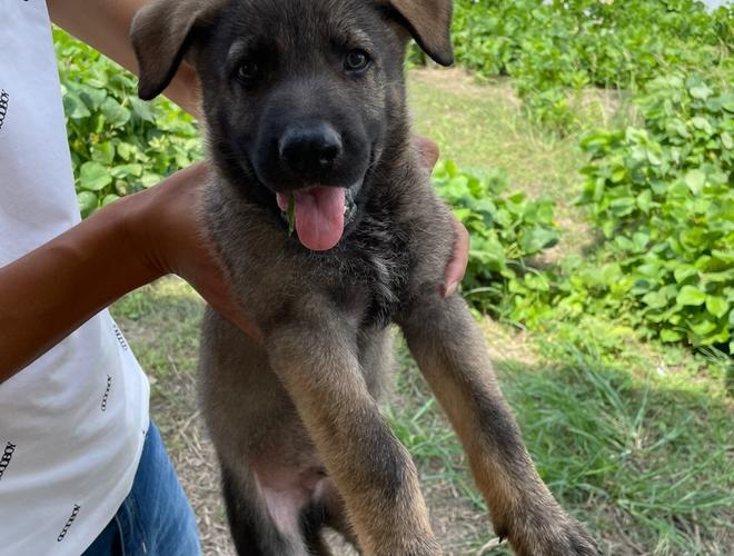 看家护院的大型宠物犬-看家护院的大型宠物犬品种