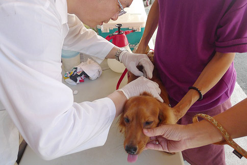 宠物狗狂犬病疫苗-宠物狗狂犬病疫苗每年都要打吗