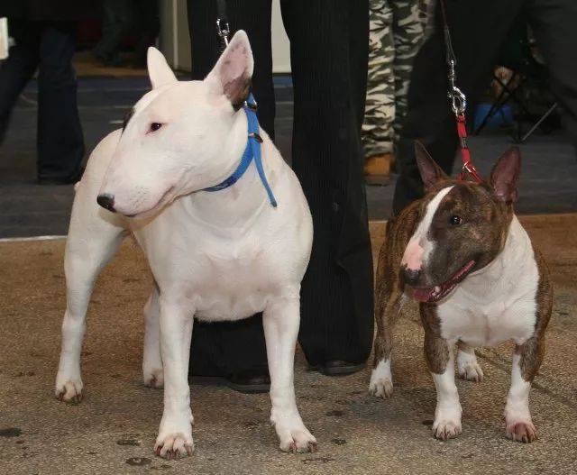 牛头梗犬类-牛头梗是什么犬型