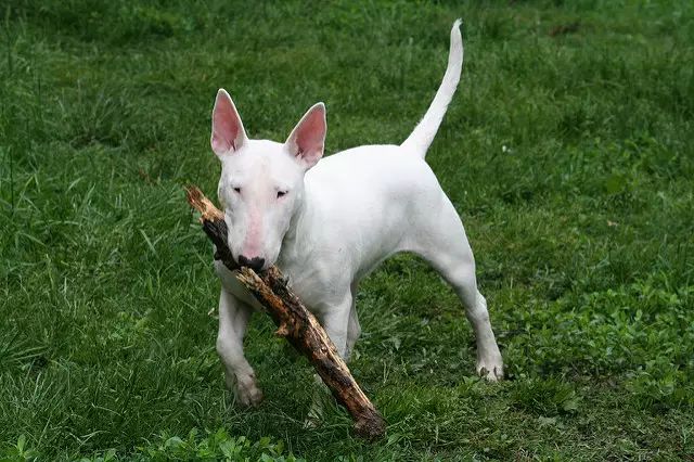 牛头梗犬类-牛头梗是什么犬型