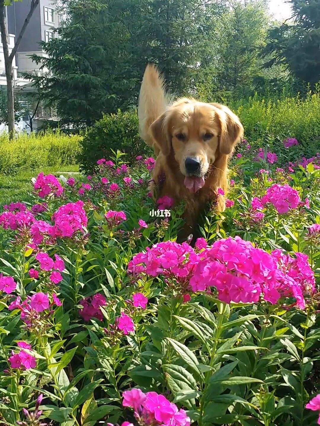 花是宠物吗-花是属于什么物种