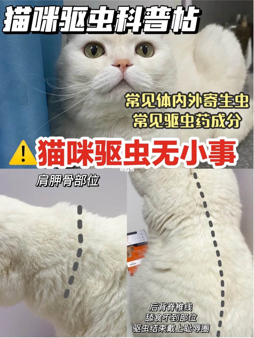 宠物猫体内驱虫-宠物猫体内驱虫和体外驱虫可以一起做吗