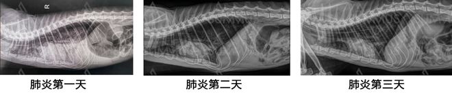 宠物治疗肺炎-宠物治疗肺炎的药物