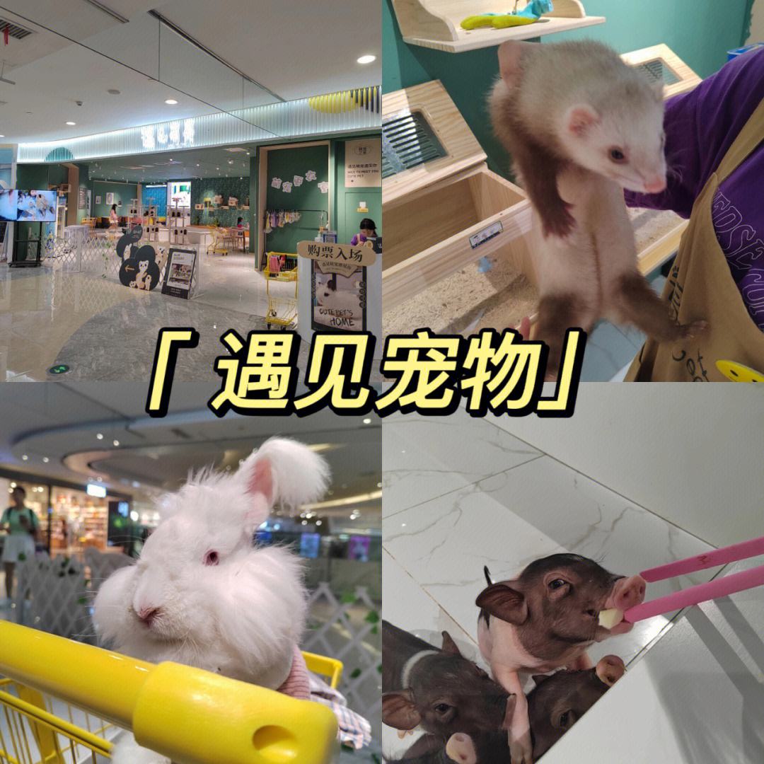 贵阳市宠物店-贵阳市宠物店有多少家