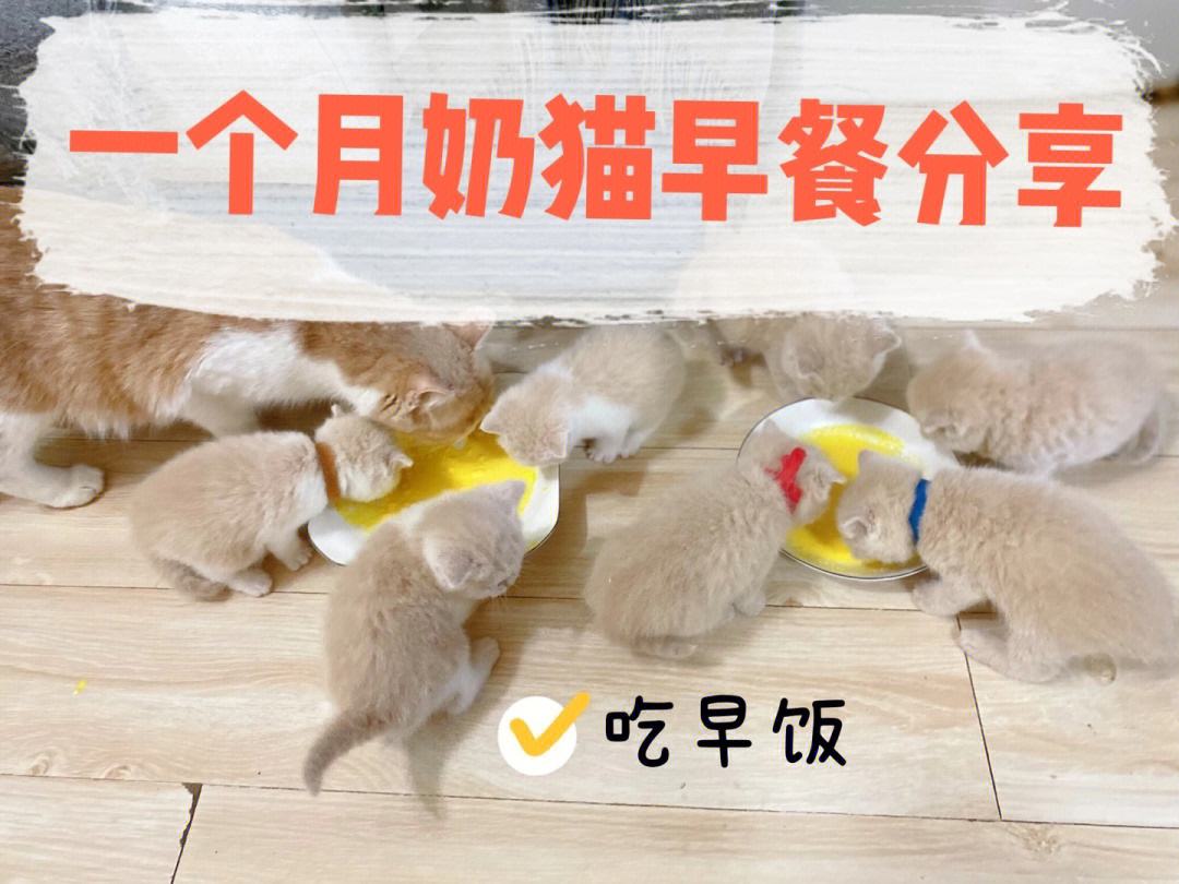 猫咪可以喝什么奶-猫咪可以喝什么奶在哪里买