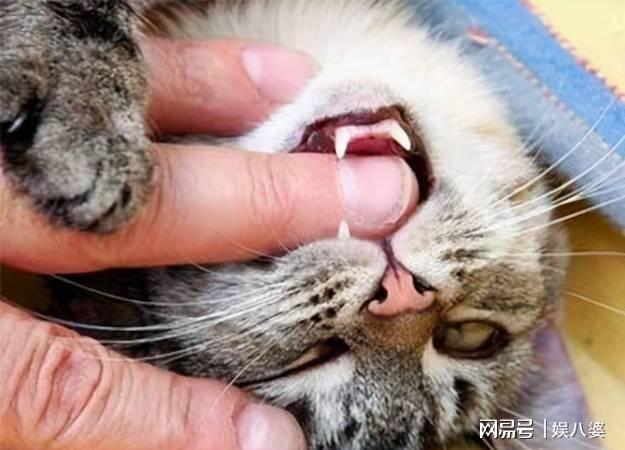 小猫爱咬人怎么办的简单介绍