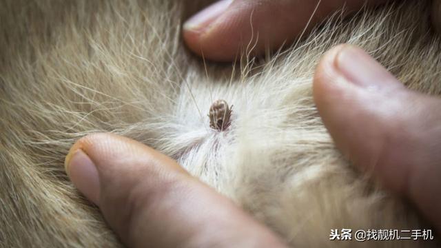 怎样预防宠物狗寄生虫-怎么预防狗狗有寄生虫和弓形虫