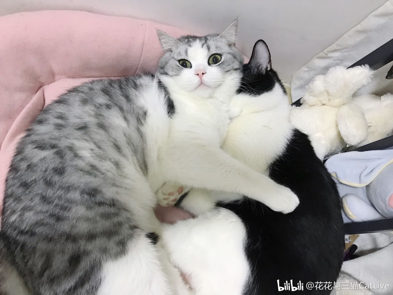 猫能吃糖吗-宠物猫能吃糖吗