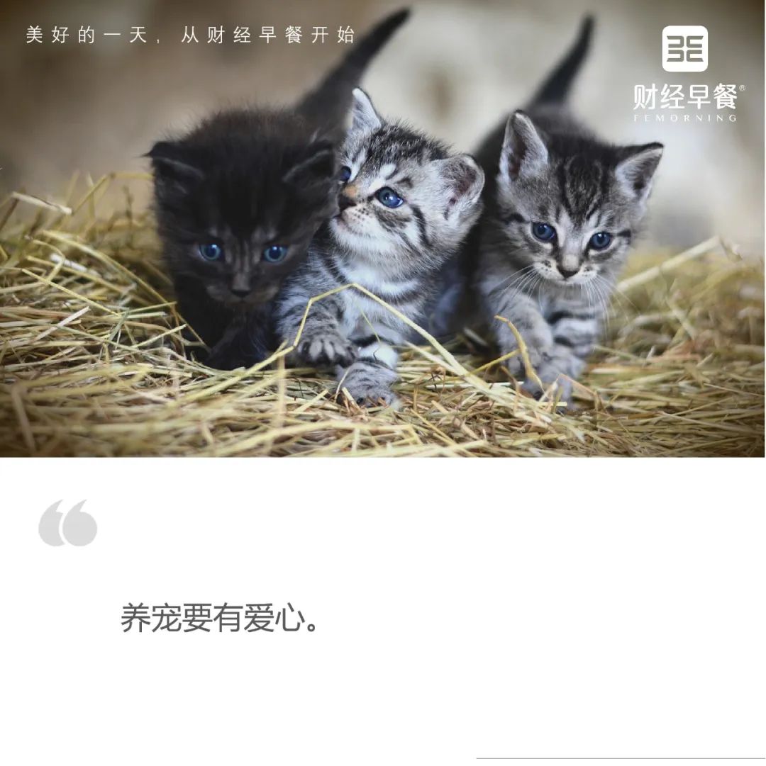 宠物管理条例-宠物管理条例 豹猫