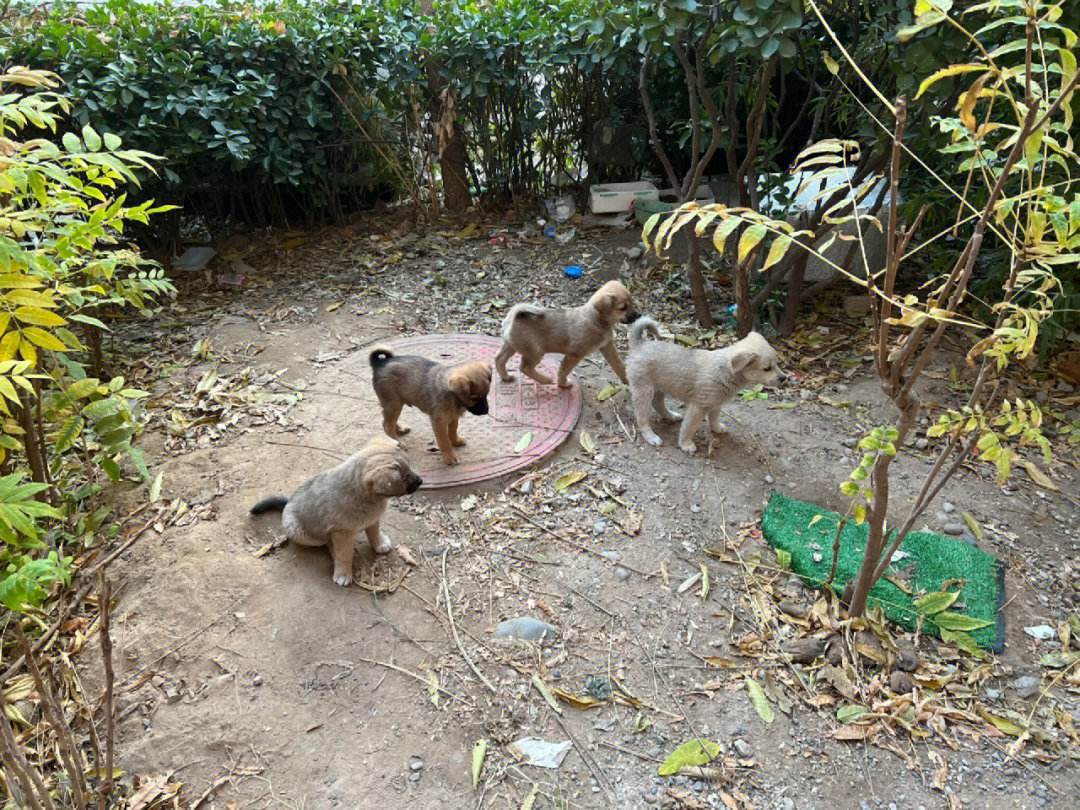 北京流浪宠物领养-北京领养流浪猫的地方在哪儿