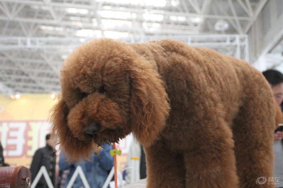 巨型贵宾犬图片-巨型贵宾犬图片造型大全