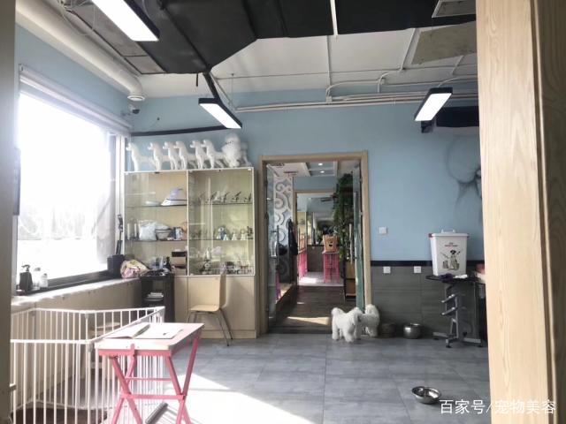 世界上最好的宠物店-宠物店最高排名843