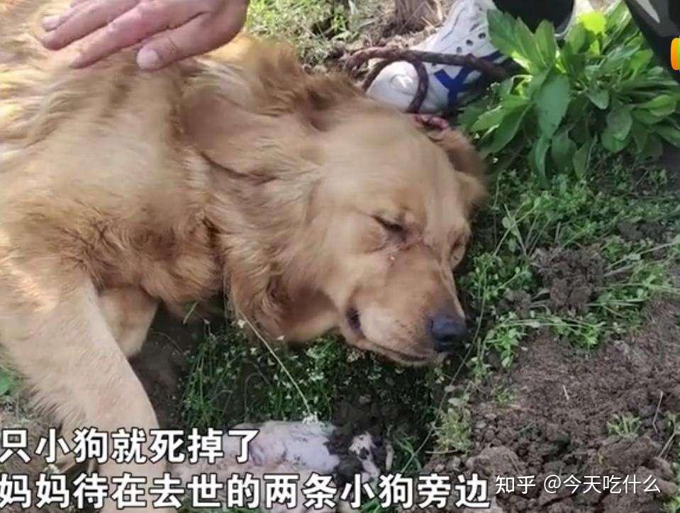 把宠物狗养死了-狗养死了要承担什么因果