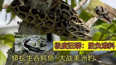 蟒蛇与鳄鱼大战-蟒蛇和鳄鱼之战视频