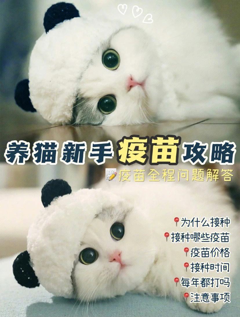 宠物猫疫苗多少钱-宠物猫疫苗多少钱一针