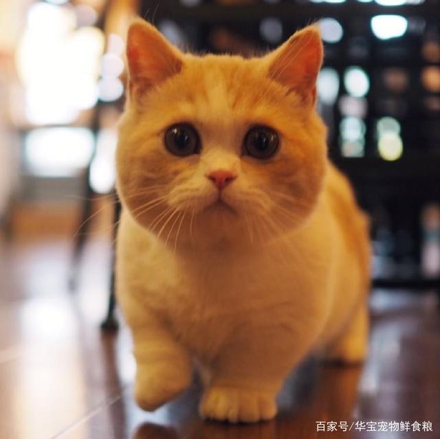 小猫的样子-小猫的样子描写