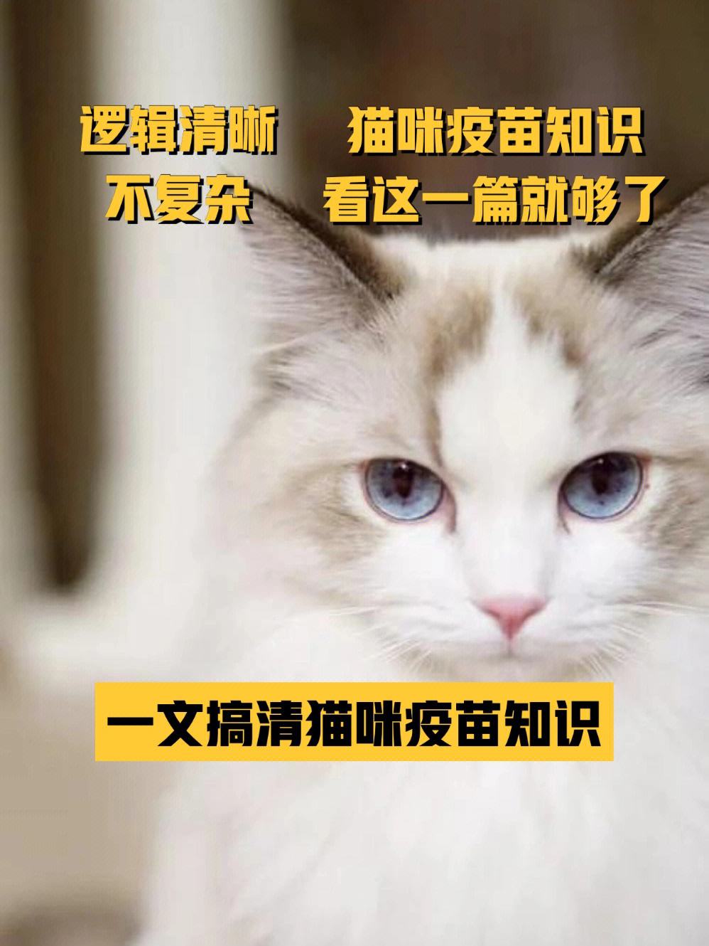 宠物猫在哪里疫苗-宠物猫打疫苗在哪里打