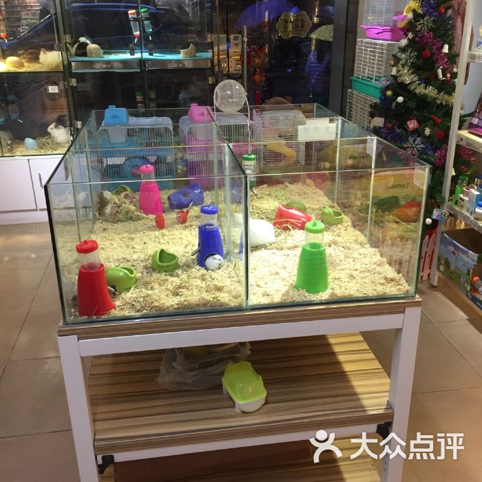 娄底哪有宠物店-娄底哪有宠物店卖