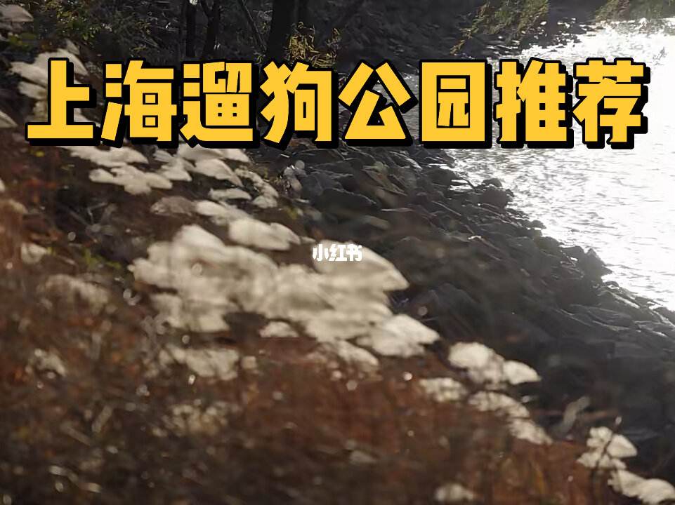 包含上海宠物公园哪里好玩的词条