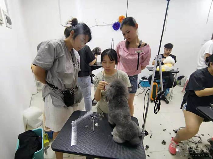 邯郸宠物美容学校-邯郸宠物美容培训学校