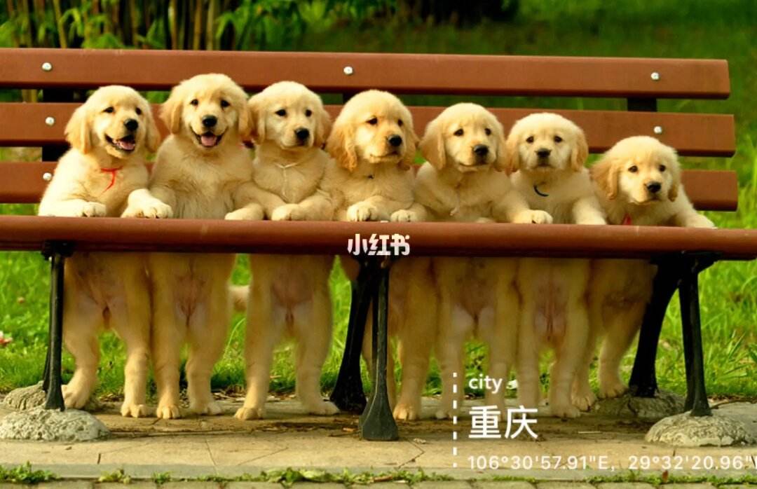 重庆宠物会-重庆宠物犬舍