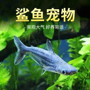 宠物鱼图鉴-宠物鱼品种大全介绍