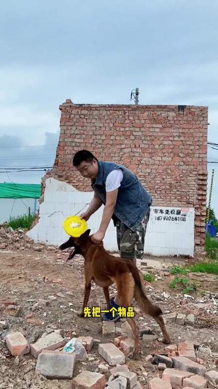 宠物训狗师-宠物训犬师培训训犬师训练