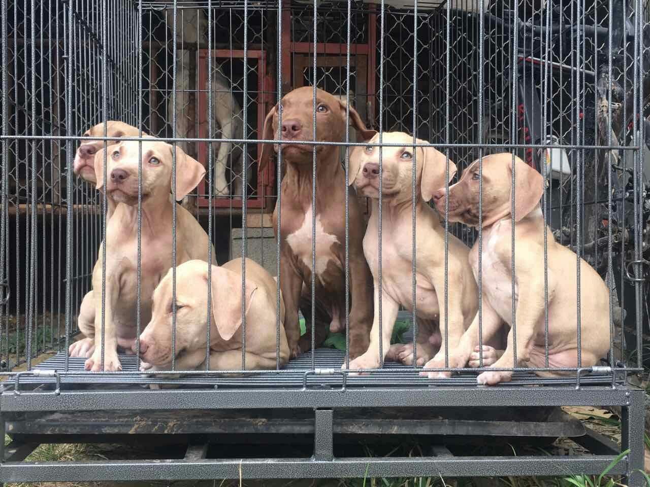 南宁比特犬-南宁比特犬在哪里有卖