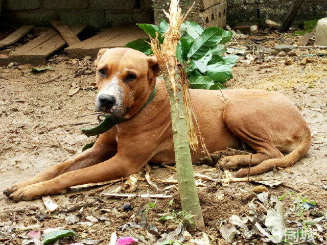 南宁比特犬-南宁比特犬在哪里有卖