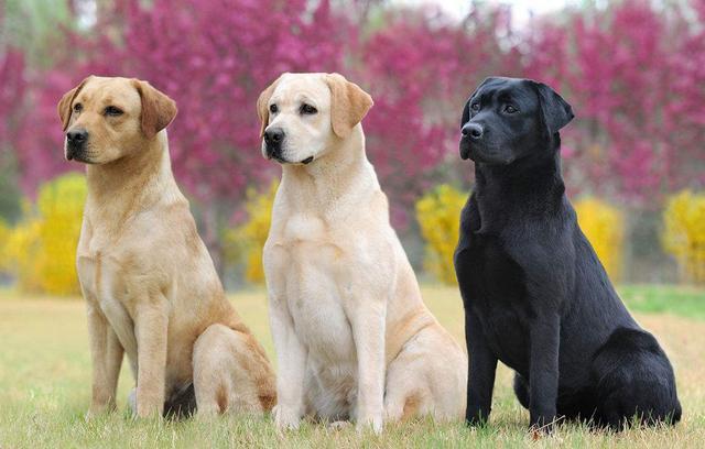 大型犬图片-高加索大型犬图片