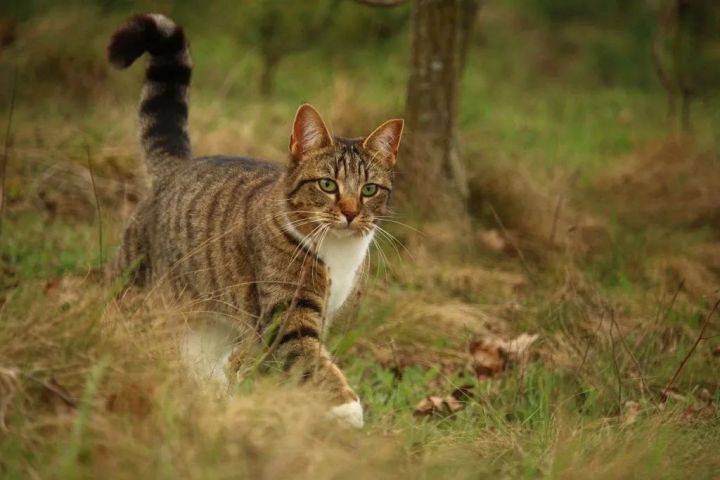 猫发情的叫声-猫半夜叫得像婴儿哭是为什么