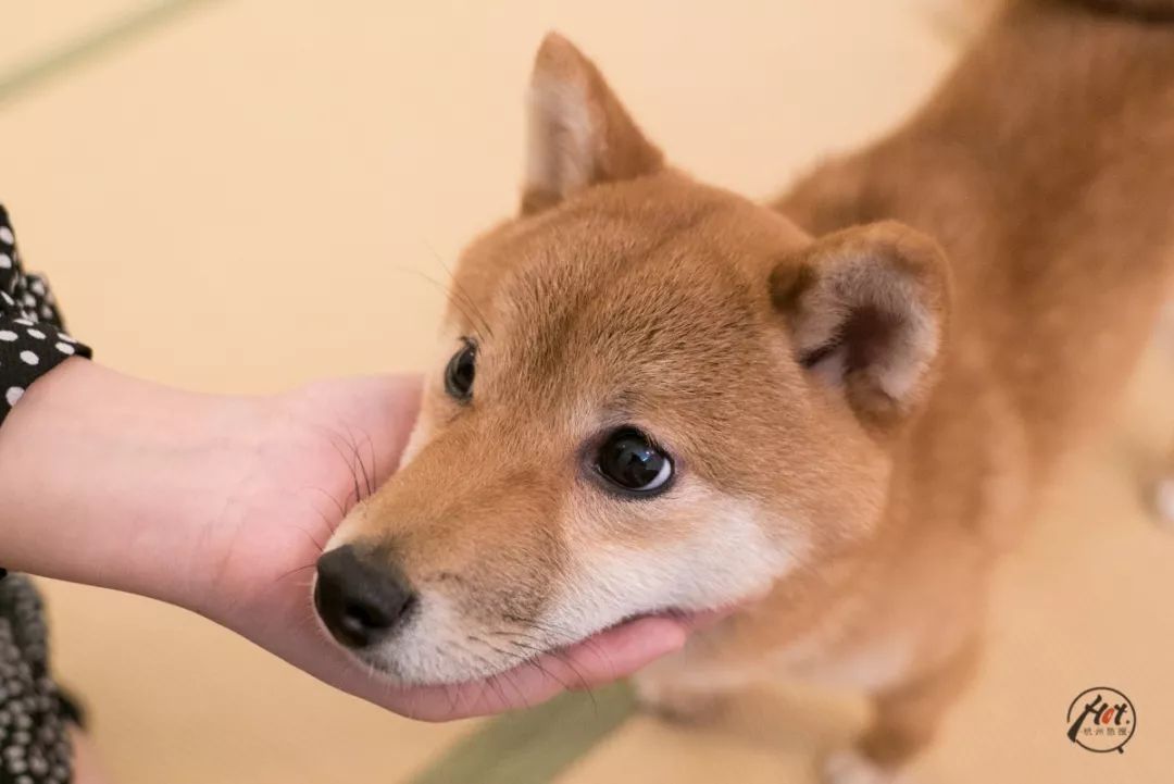 柴犬俱乐部-柴犬训练基地