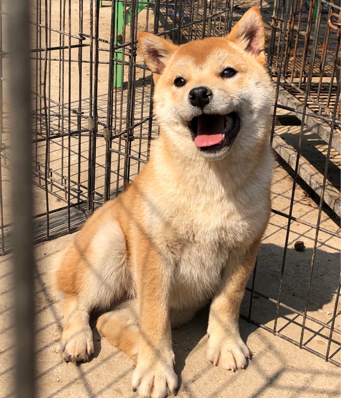 柴犬俱乐部-柴犬训练基地