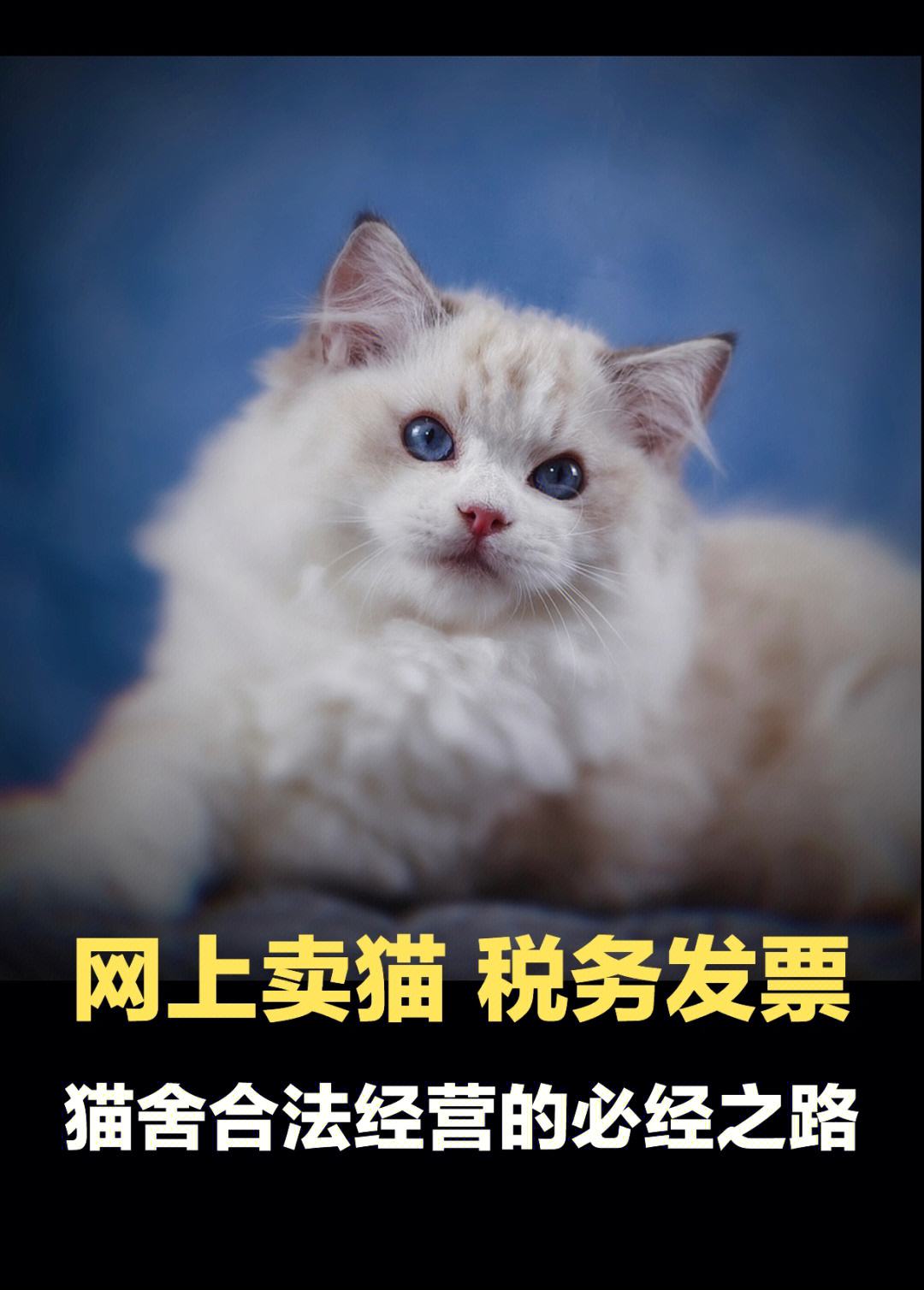 卖宠物猫的网站-卖猫的宠物官网