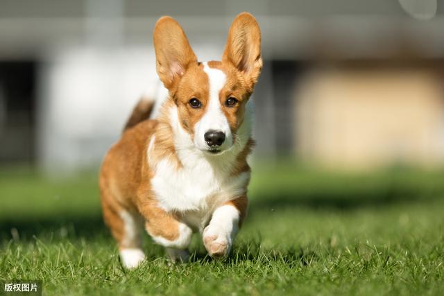 宠物狗的品种及特点-浅谈你所了解的宠物犬品种及其特点