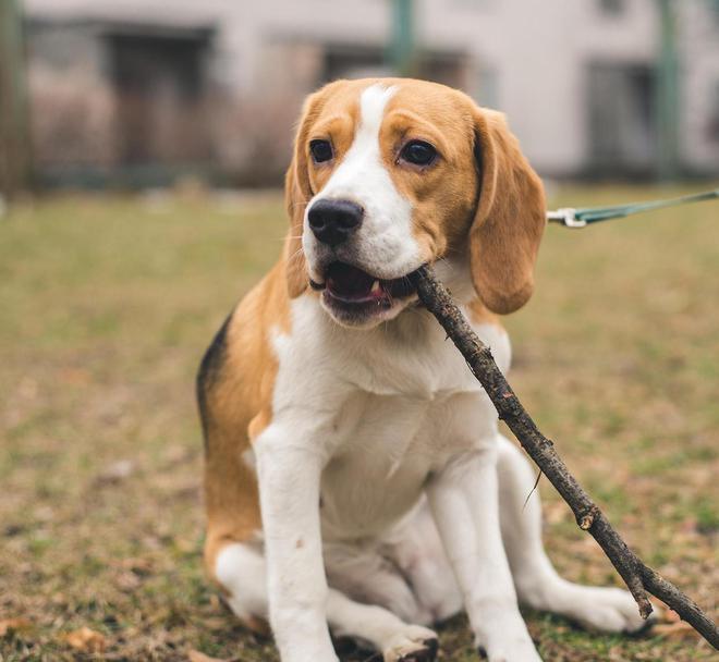 比格犬图片-比格犬图片大全