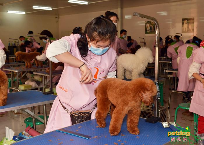 孕妇宠物美容师-孕妇在宠物店上班