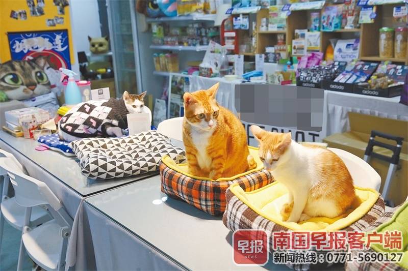 广州宠物猫寄养-广州宠物猫寄养中心