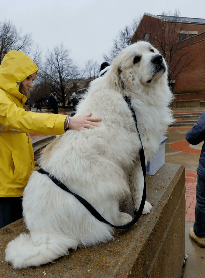 大形宠物狗-宠物狗大型犬品种图片名称