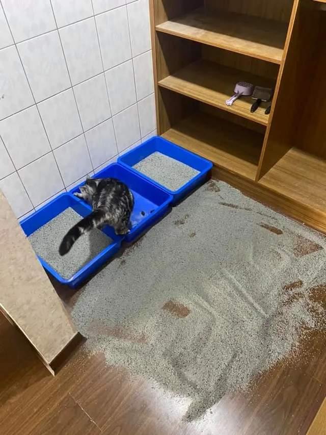 宠物猫乱拉屎-宠物猫乱拉屎的原因