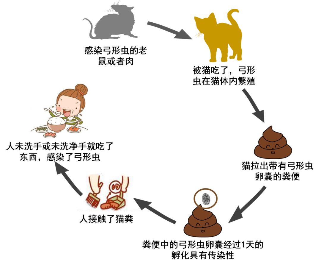 狗有弓形虫吗-狗传播弓形虫几率为0