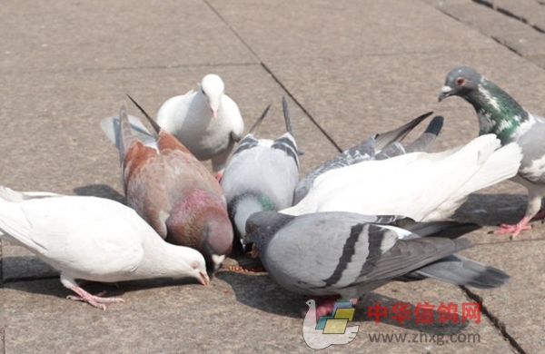 鸽子不吃食怎么办-鸽子不吃食怎么办拉绿便喂什么药