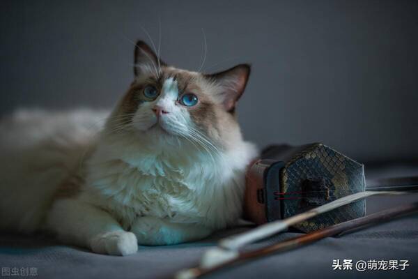 宠物猫咪多少钱一只-普通的宠物猫多少钱一只